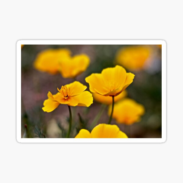 Golden Poppies Sticker
