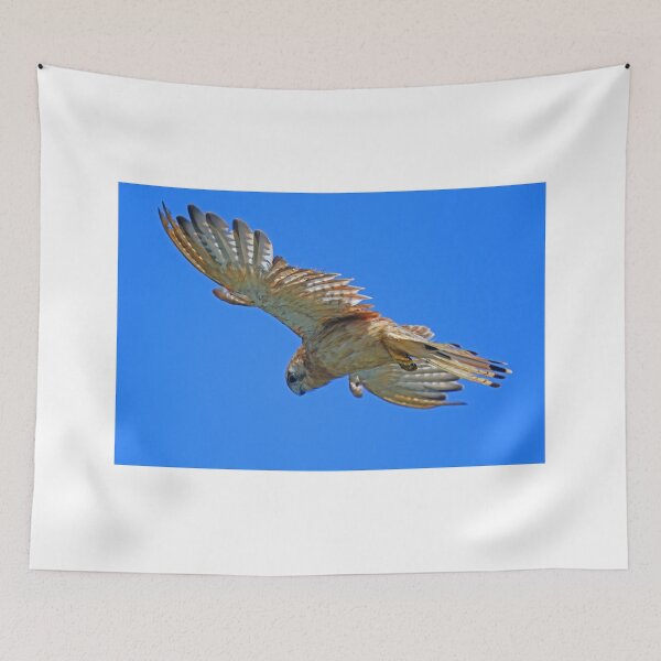 Item preview, Nankeen Kestrel in flight! designed and sold by Anthony Goldman.