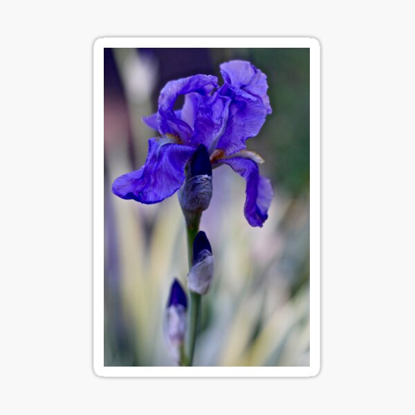 Queen of the Garden Sticker