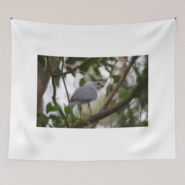 Item preview, My Goshawk Returns designed and sold by byronbackyard.
