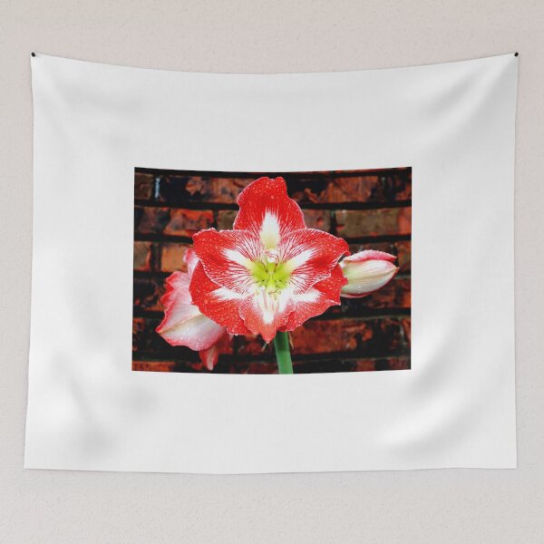 Item preview, Amaryllis Allure designed and sold by Bad Habits Lounge Studio.