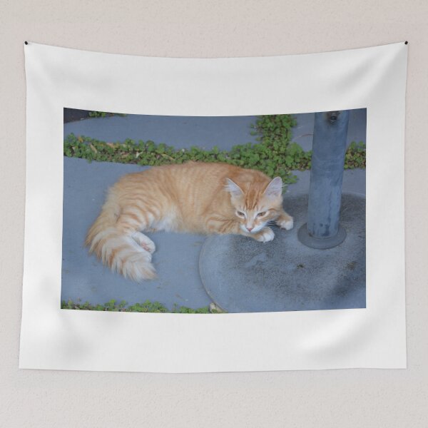 Item preview, I SPY WITH MY CATS EYE ...... designed and sold by kazaroodie.