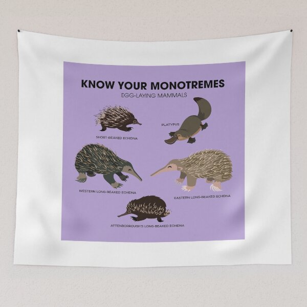 Item preview, Know Your Monotremes designed and sold by Peppermint Narwhal.