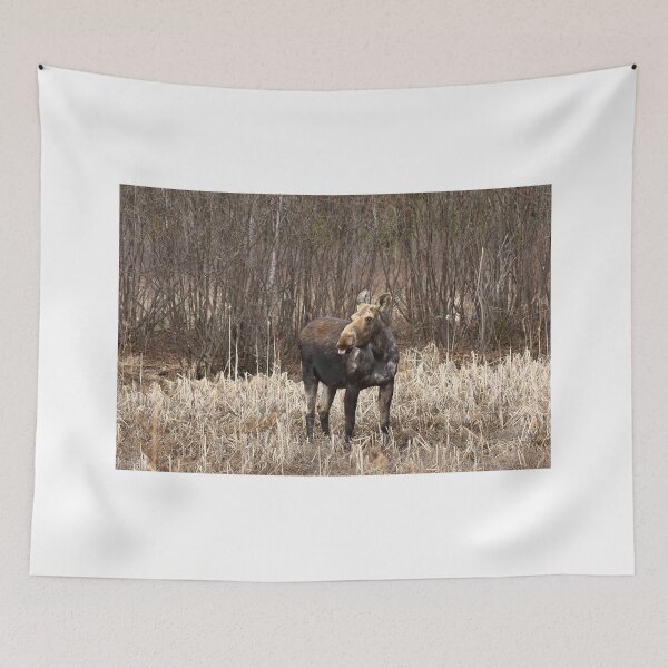 Artikelvorschau, Freche Moose - Algonquin Park entworfen und verkauft von James Cumming.