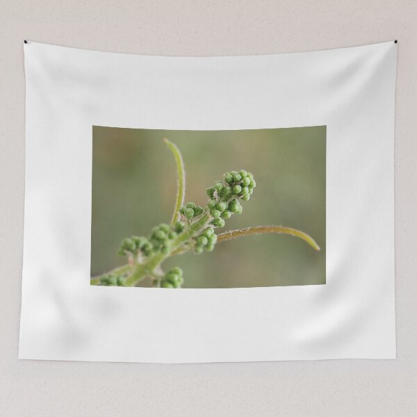 Item preview, More new growth designed and sold by Paul Pasco.