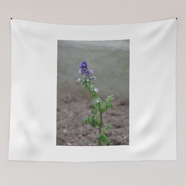Item preview,  Polemonium caeruleum (Jacobs Ladder) designed and sold by lezvee.