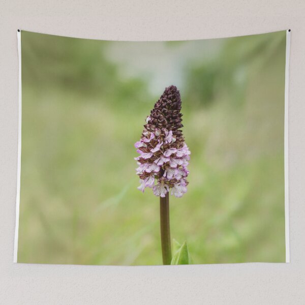 Item preview, Orchid, Orchis purpurea, Paciano, Umbria, Italy designed and sold by AndrewJonesFoto.