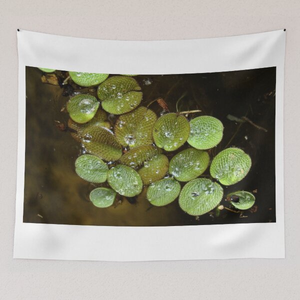 Item preview, Water Spangles (Salvinia) After the Rain designed and sold by May Lattanzio.
