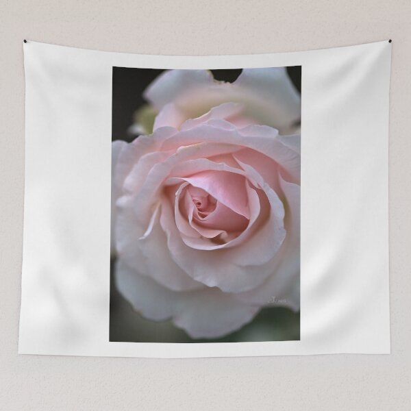 Item preview, Pink And White Rose designed and sold by Joy Watson - Natural Light Photography .
