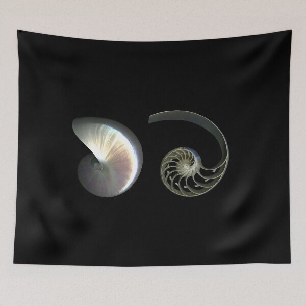 Item preview, Deconstructed Nautilus designed and sold by scankunst.
