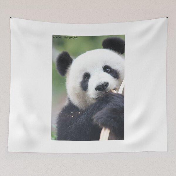 Artikelvorschau, Panda Starren entworfen und verkauft von Tom-Bear.