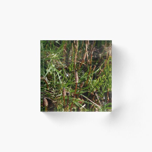 Field Horsetail (Equisetum arvense) Acrylic Block