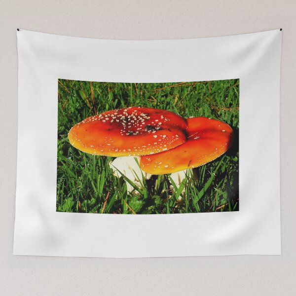 Aperçu de l'œuvre Fungi, Taungana, New Zealand. créée et vendue par sandysartstudio.