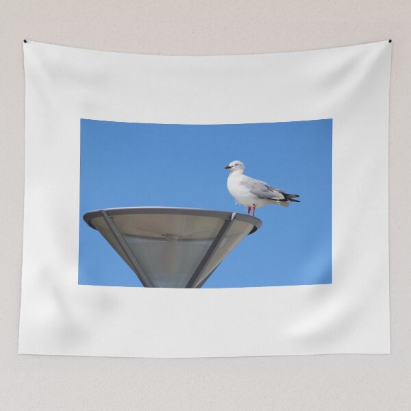 Item preview, Seagull - St Clair Beach Dunedin New Zealand designed and sold by mosgol.