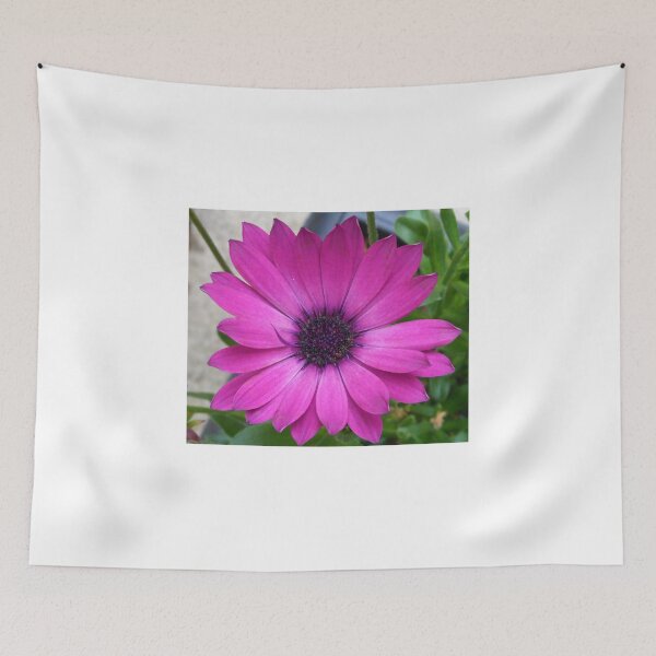 Item preview, Perfect Pink Petals - Cape Daisy Close-up designed and sold by MidnightMelody.