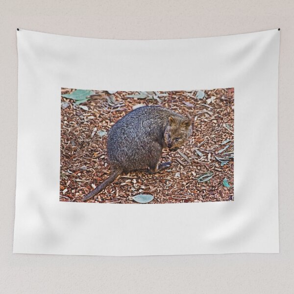 Item preview, Quokka designed and sold by miroslava.