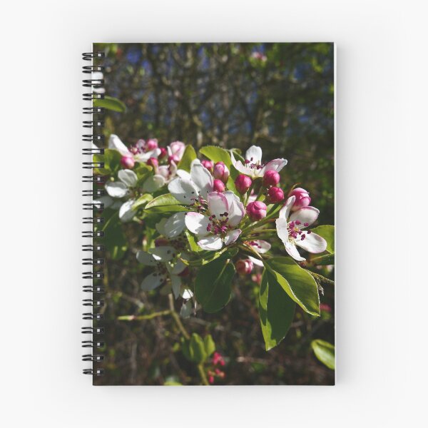 Item preview, Crab Apple (Malus sylvestris) designed and sold by IOMWildFlowers.