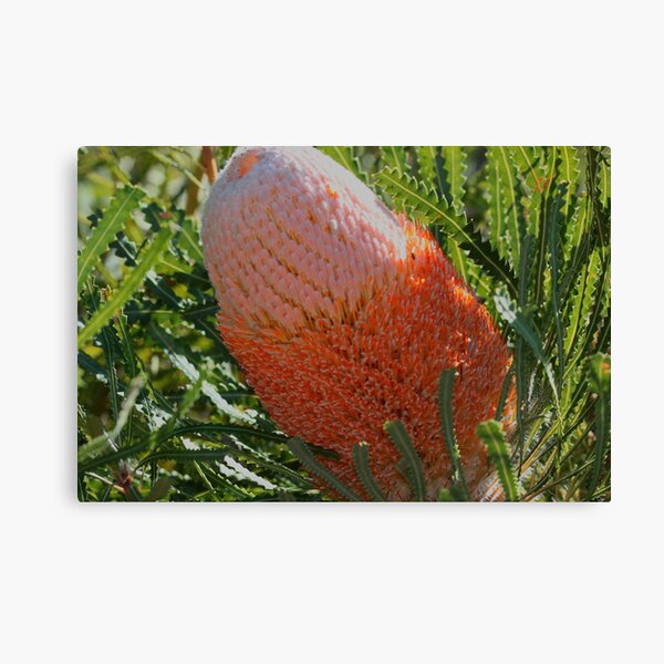 Hooker's banksia Canvas Print
