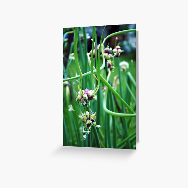 Walking Onions (Allium cepa var. proliferum) Greeting Card