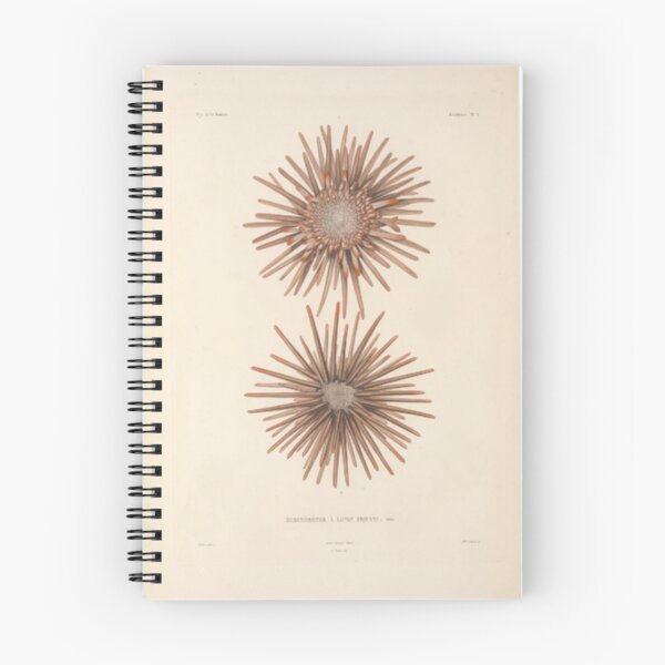 Item preview, Naturalist Sea Urchins designed and sold by BlueSpecsStudio.