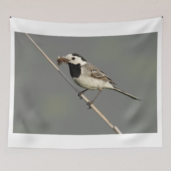 Item preview, Motacilla alba designed and sold by Mythos57.