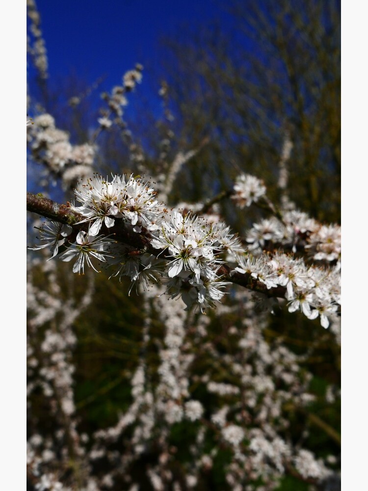 Blackthorn (Prunus spinosa) by IOMWildFlowers