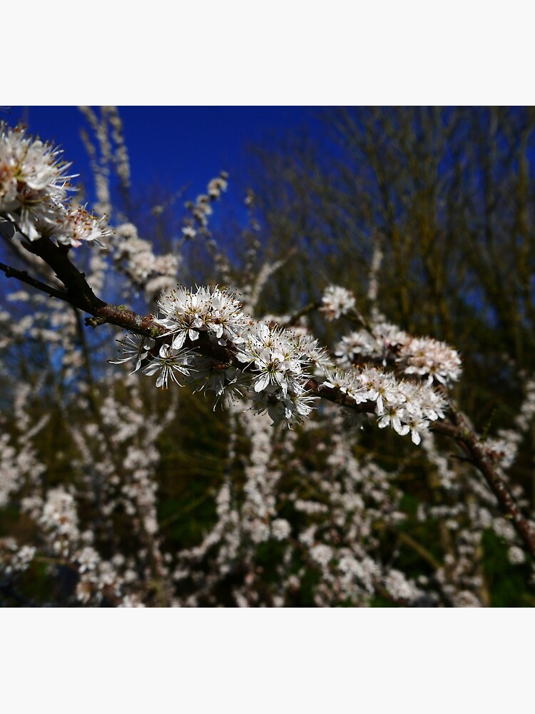 Blackthorn (Prunus spinosa) by IOMWildFlowers