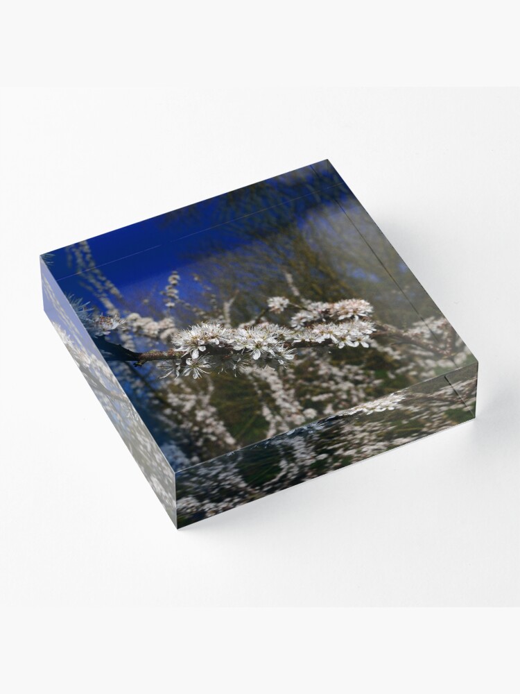 Alternate view of Blackthorn (Prunus spinosa) Acrylic Block