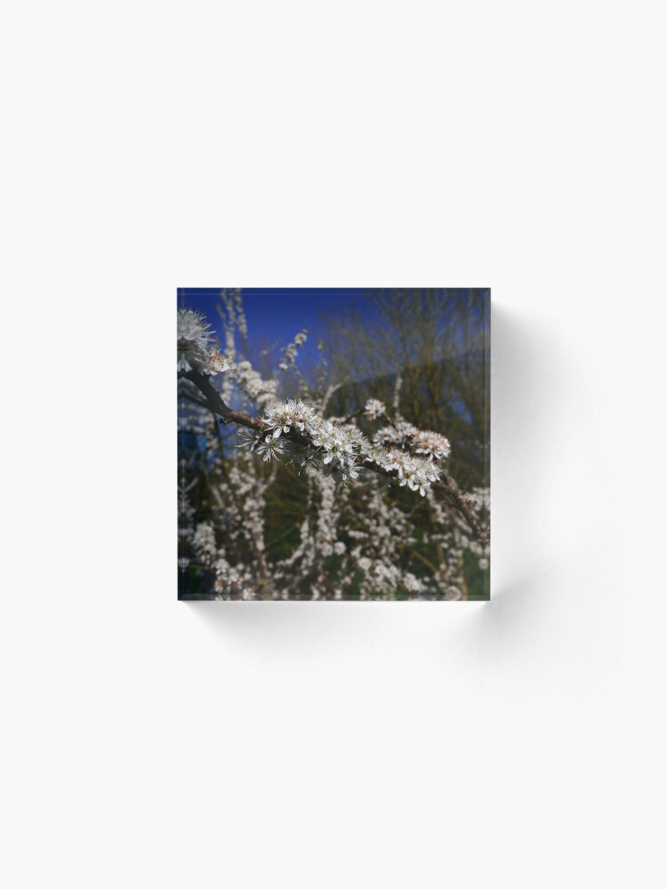Alternate view of Blackthorn (Prunus spinosa) Acrylic Block