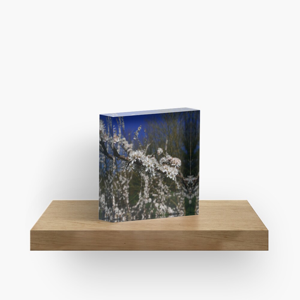 Blackthorn (Prunus spinosa) Acrylic Block