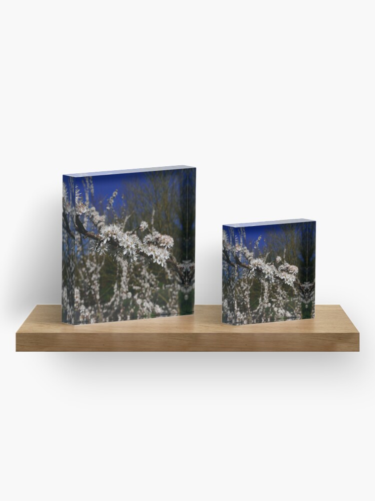 Alternate view of Blackthorn (Prunus spinosa) Acrylic Block