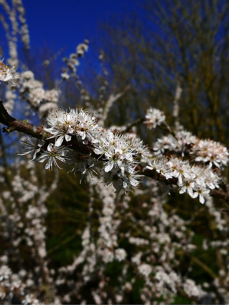 Blackthorn (Prunus spinosa) by IOMWildFlowers