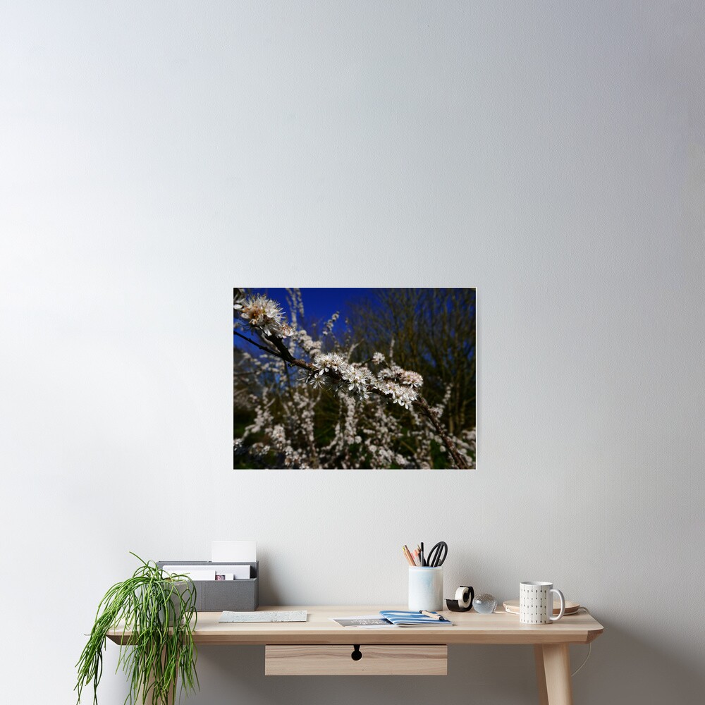 Blackthorn (Prunus spinosa) Poster