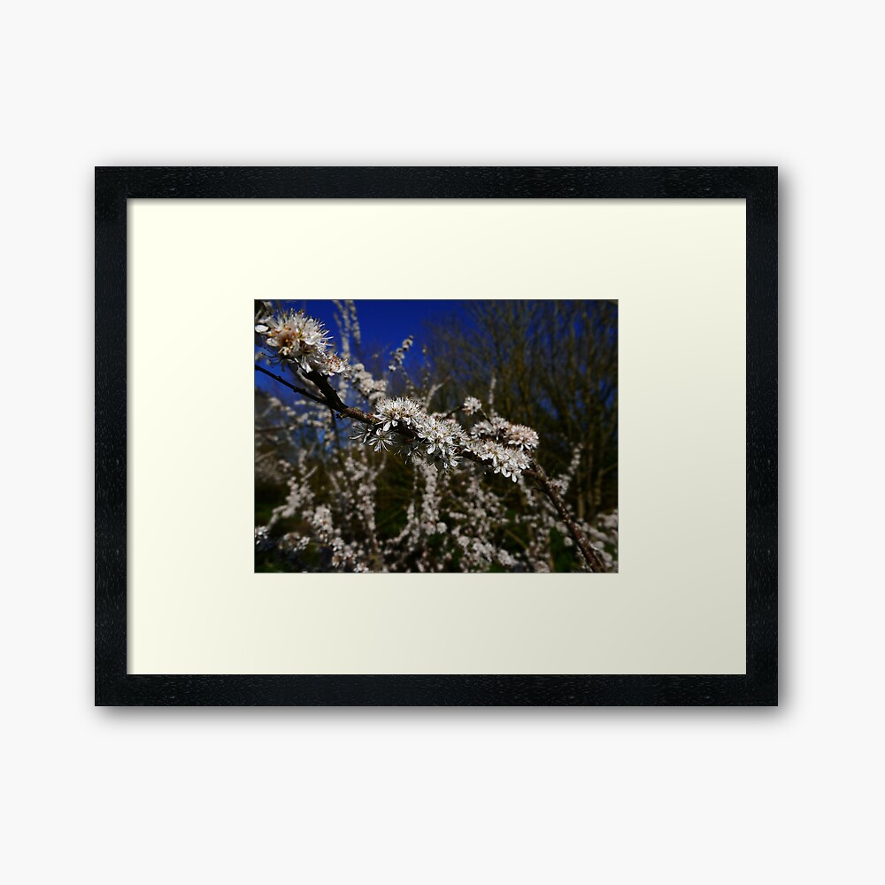 Blackthorn (Prunus spinosa) Framed Art Print