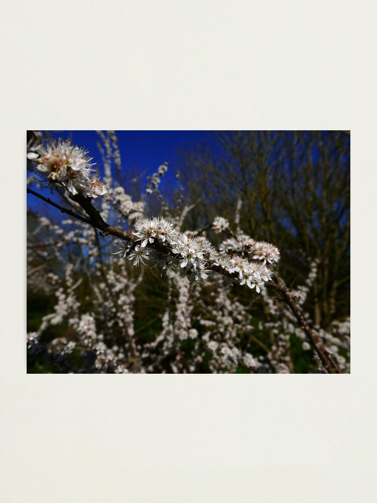 Alternate view of Blackthorn (Prunus spinosa) Photographic Print