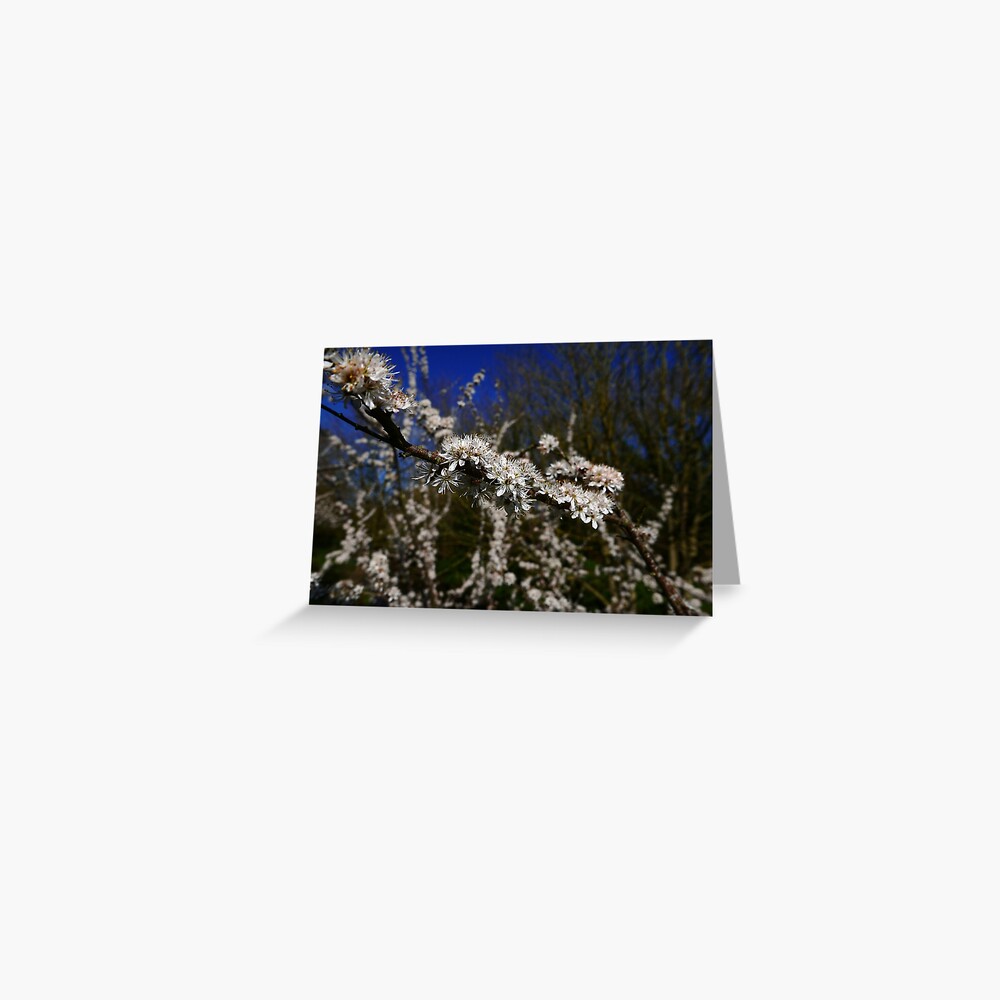 Blackthorn (Prunus spinosa) Greeting Card