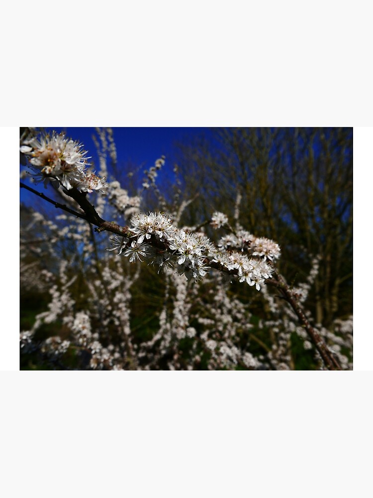 Blackthorn (Prunus spinosa) by IOMWildFlowers