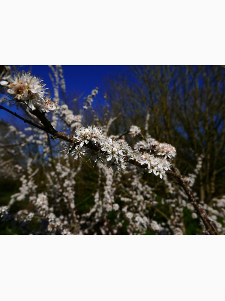 Blackthorn (Prunus spinosa) by IOMWildFlowers