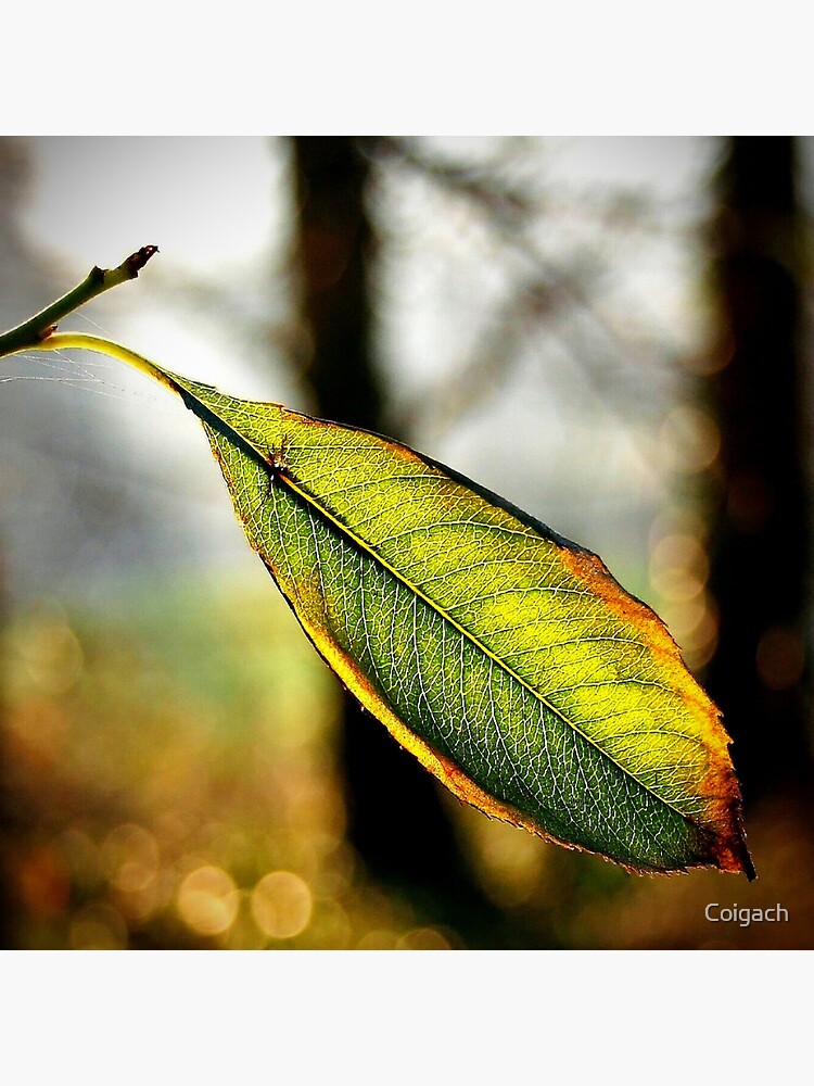 Thumbnail 2 of 2, Greeting Card, Autumn fade designed and sold by Coigach.