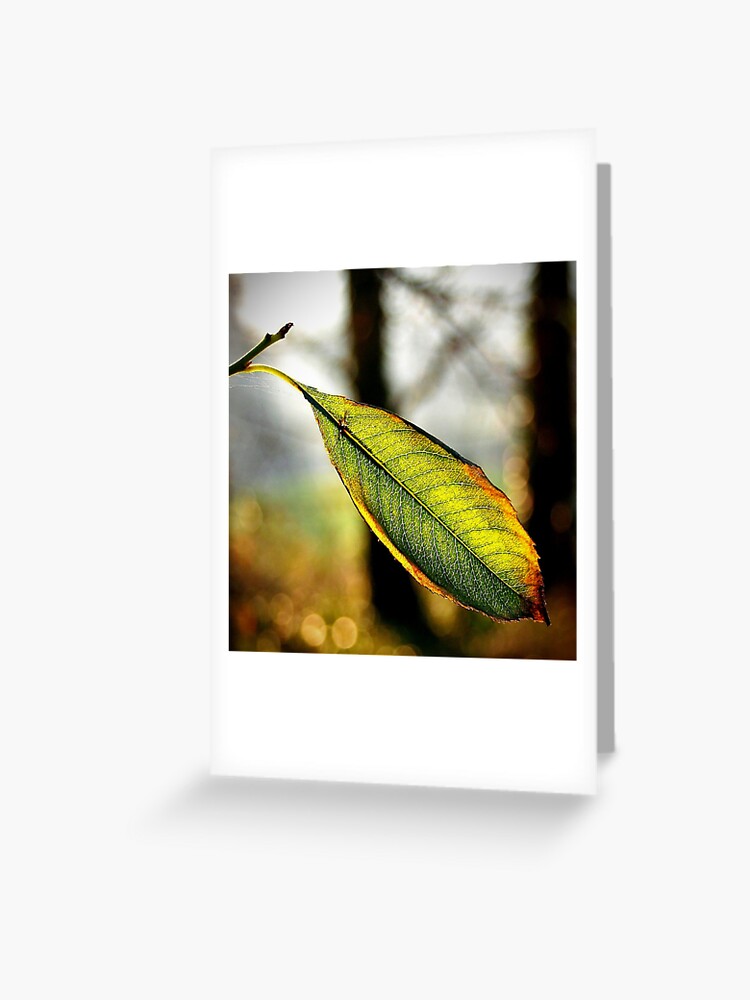 Thumbnail 1 of 2, Greeting Card, Autumn fade designed and sold by Coigach.