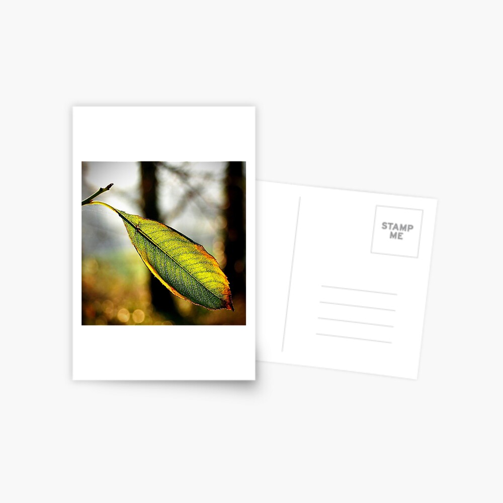 Item preview, Postcard designed and sold by Coigach.