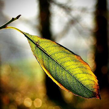 Artwork thumbnail, Autumn fade by Coigach