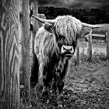 Artwork thumbnail, Monochrome Highlander by Coigach