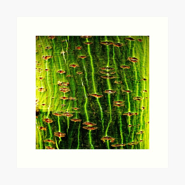 Chatto: The Envy Tree Art Print