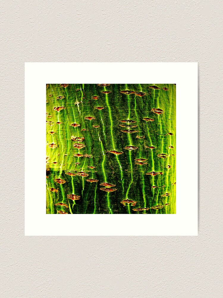 Thumbnail 1 of 3, Art Print, Chatto: The Envy Tree designed and sold by Coigach.