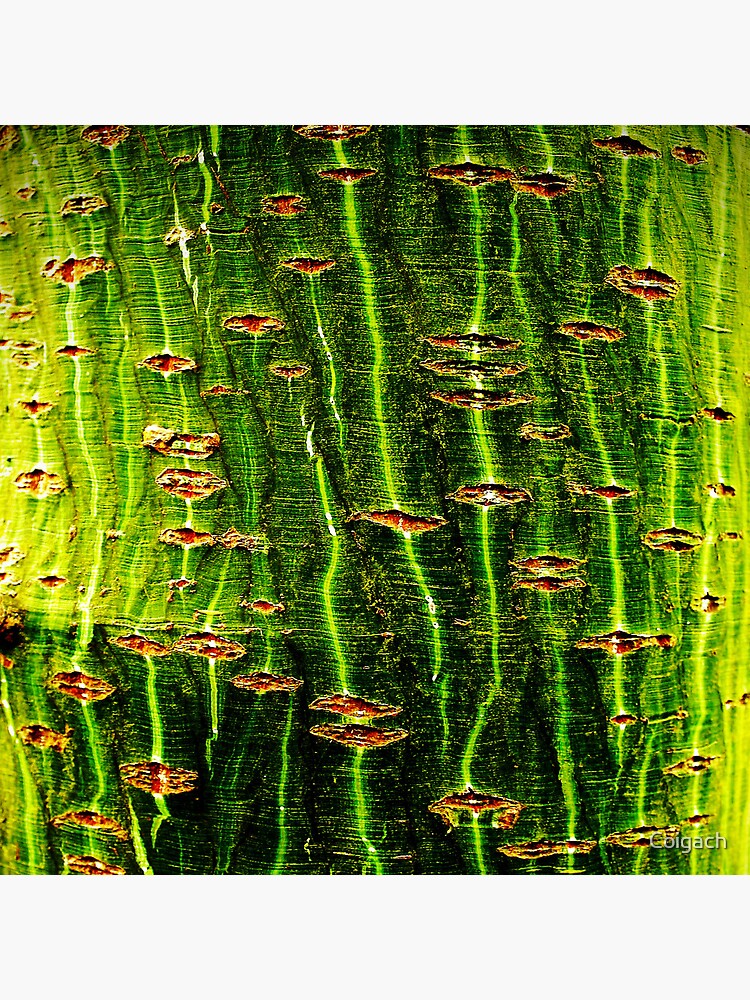 Thumbnail 3 of 3, Art Print, Chatto: The Envy Tree designed and sold by Coigach.