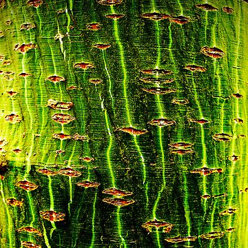 Artwork thumbnail, Chatto: The Envy Tree by Coigach