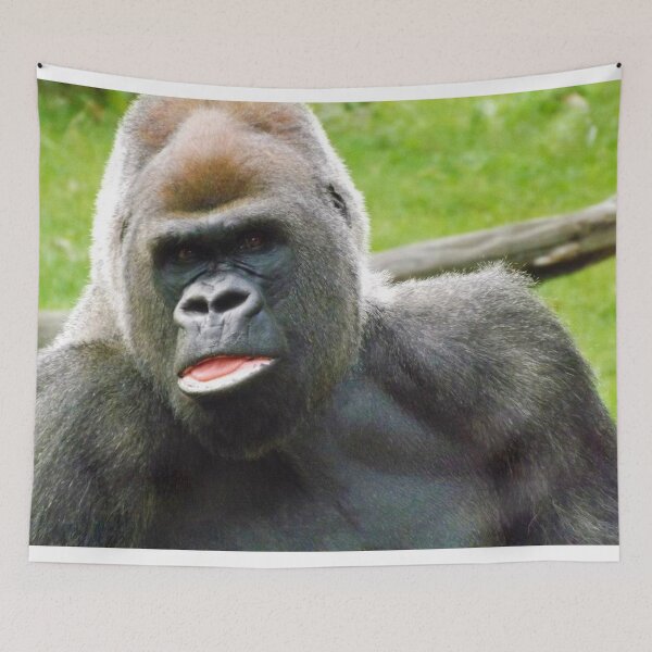 Item preview, Male Silverback Lowland Gorilla at Kansas City Zoo 3 designed and sold by PhotosByTrish.