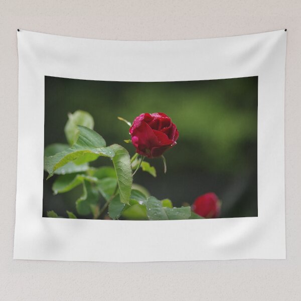 Item preview, Red rose designed and sold by zihniophoto.