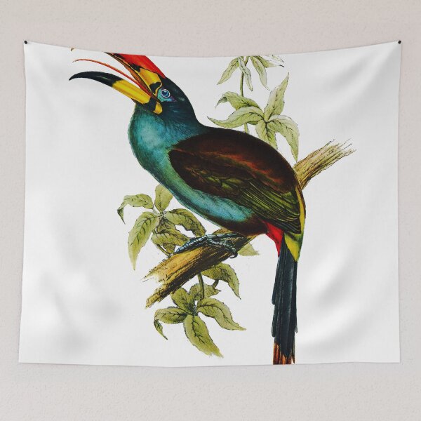 Item preview, Grey-breasted Mountain-toucan (Andigena hypoglauca) designed and sold by marmur.
